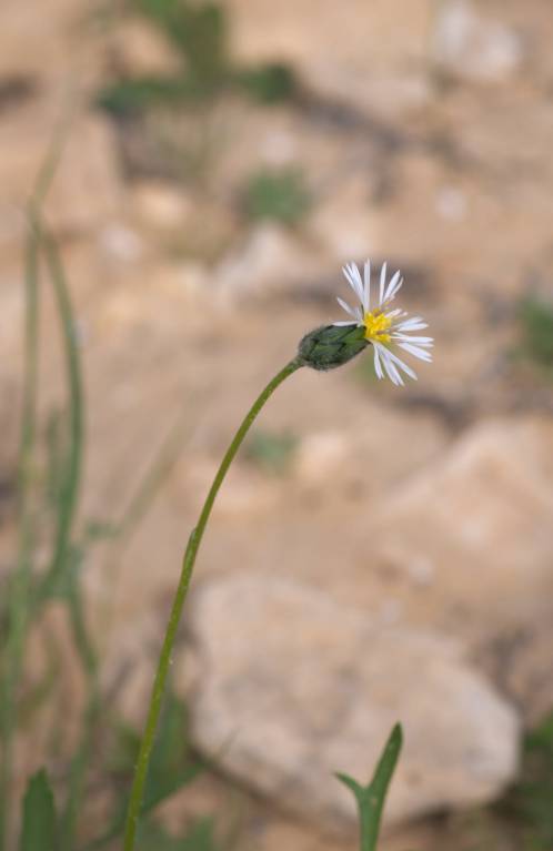 Volutaria crupinoides - Волютария крупиновидная