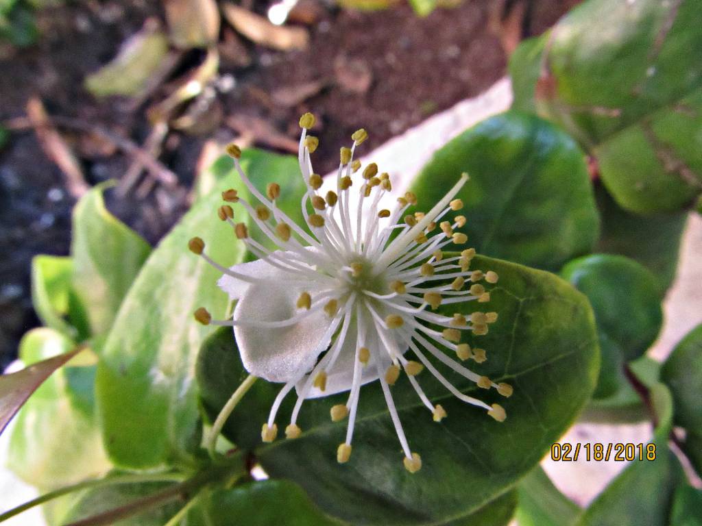 Eugenia uniflora - Суринамская вишня
