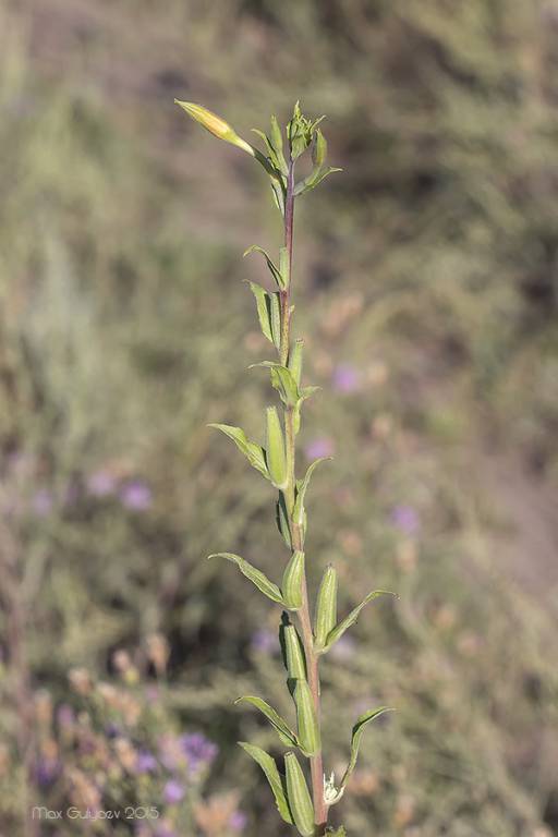 Oenothera depressa - Ослинник иволистный