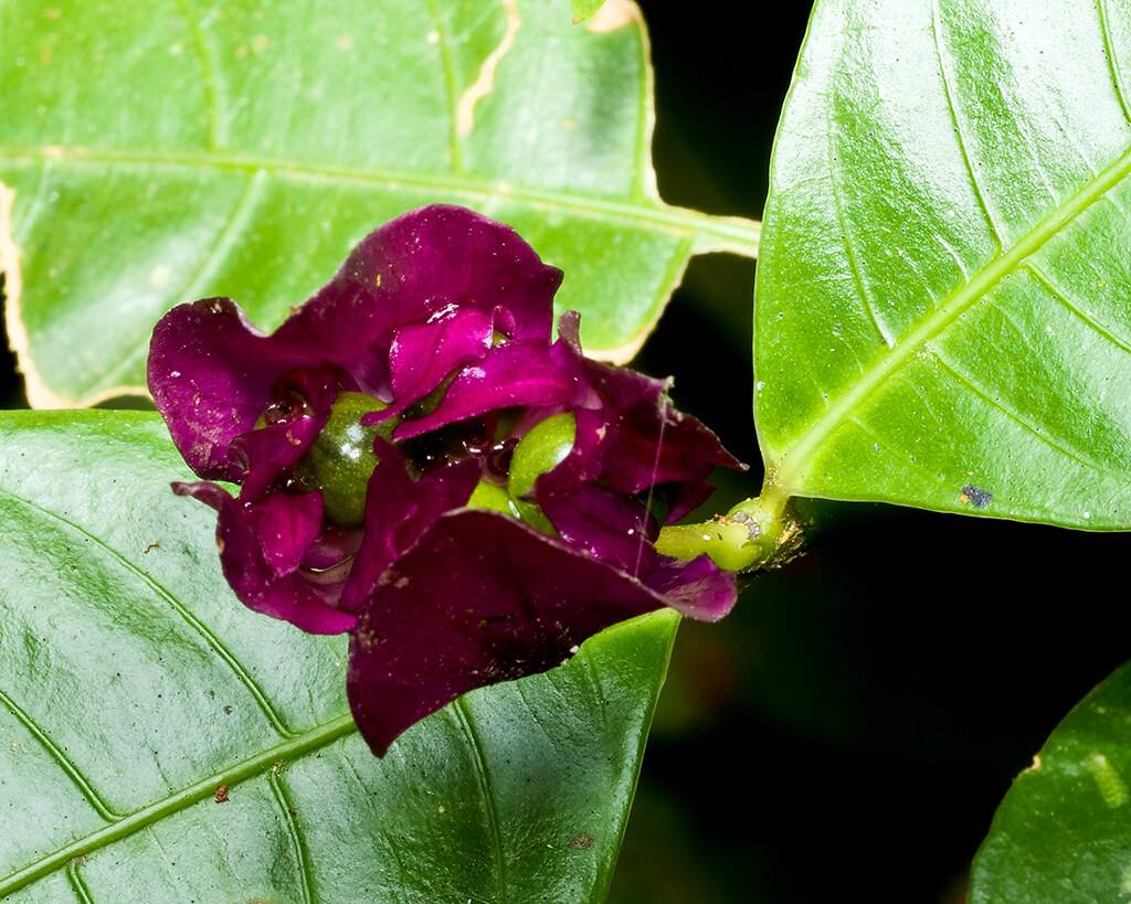 Psychotria ostreophora