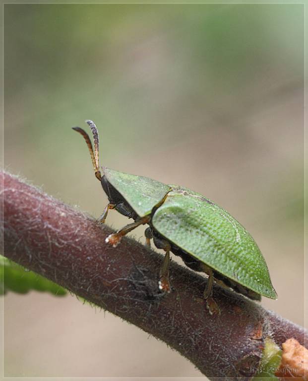 Cassida viridis - Щитоноска зеленая