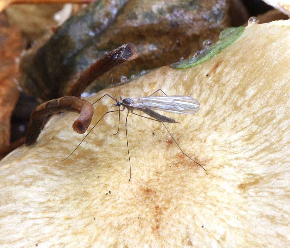 Грибной комар Mycetophilidae.sp