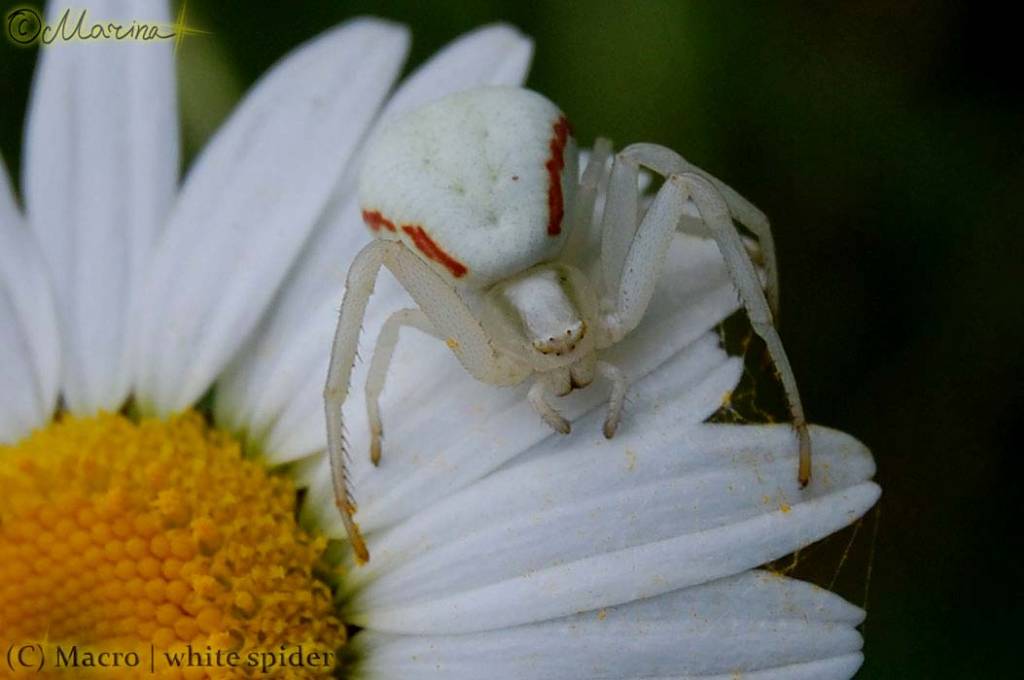 White spider