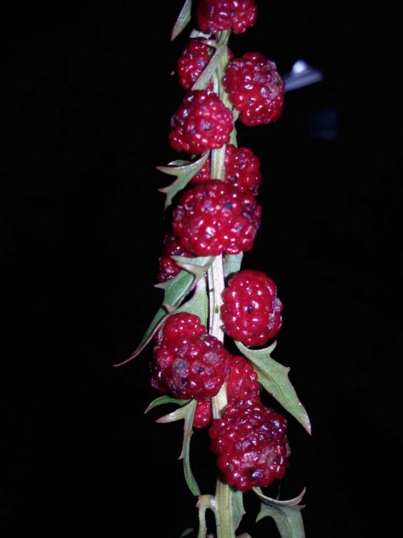 Chenopodium foliosum - Марь многолистная, Жминда