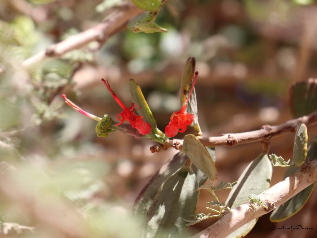 Plicosepalus acaciae - Пликосепалус акациевый