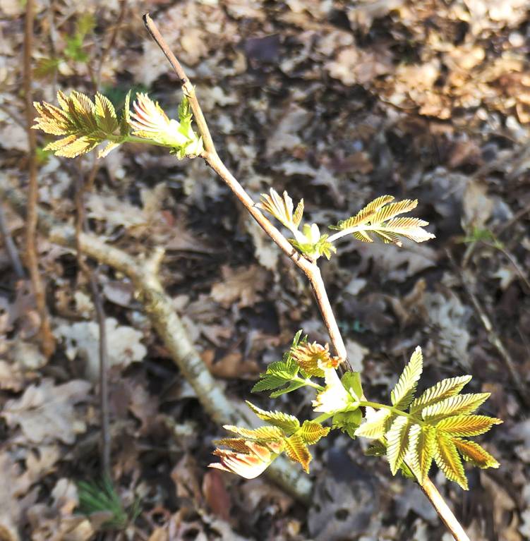 Sorbaria sorbifolia - Рябинник рябинолистный