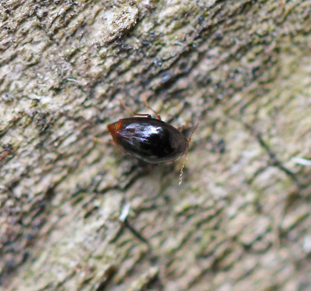 Coleoptera1