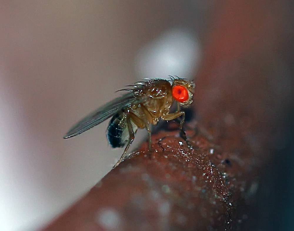 Drosophila melanogaster - Дрозофила чернобрюхая