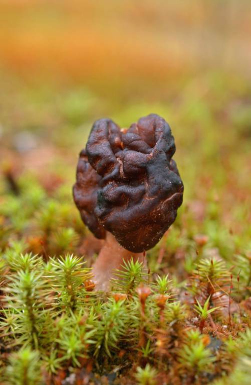 Gyromitra esculenta - Строчок обыкновенный
