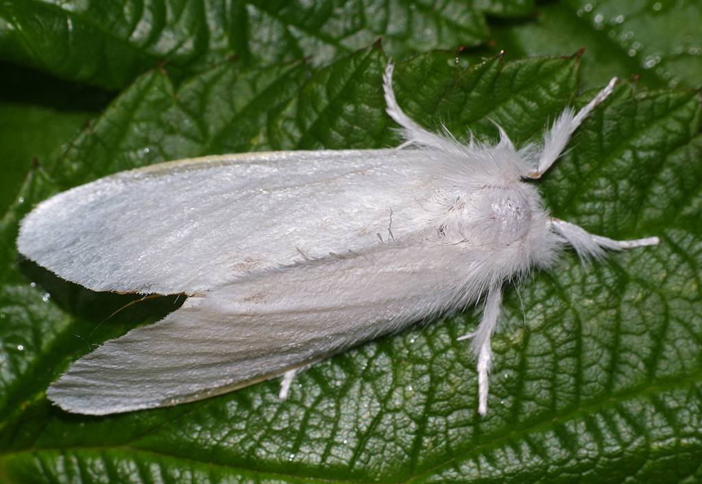 Euproctis similis - Волнянка-жёлтогузка