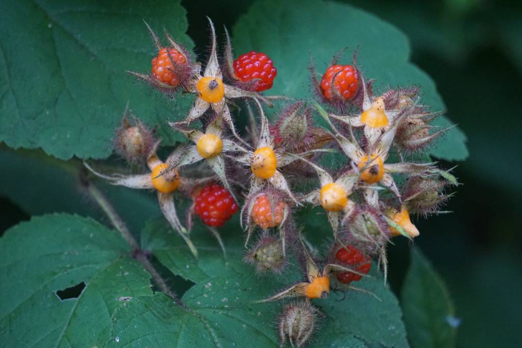 Rubus phoenicolasius - Малина пурпурноплодная, Малина японская