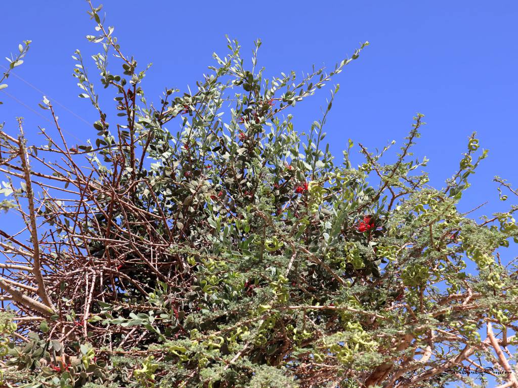 Plicosepalus acaciae - Пликосепалус акациевый