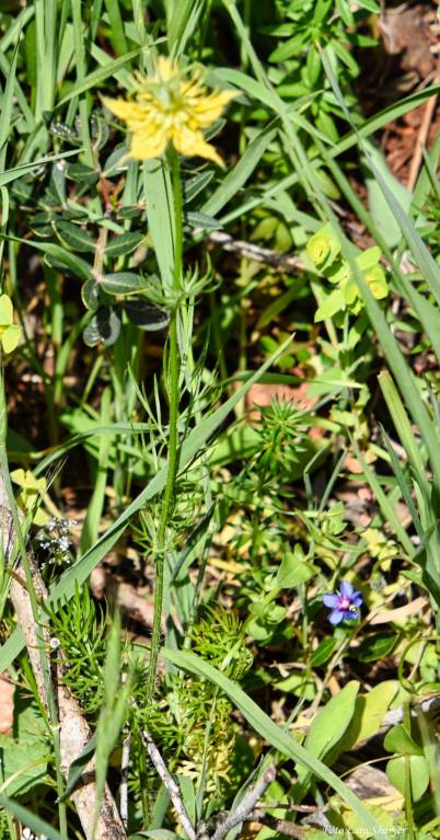 Nigella ciliaris - Чернушка реснитчатая