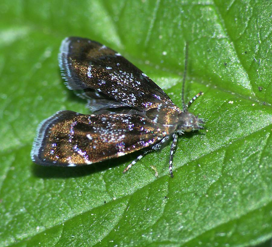 Anthophila fabriciana - Молелистовертка Фабриция
