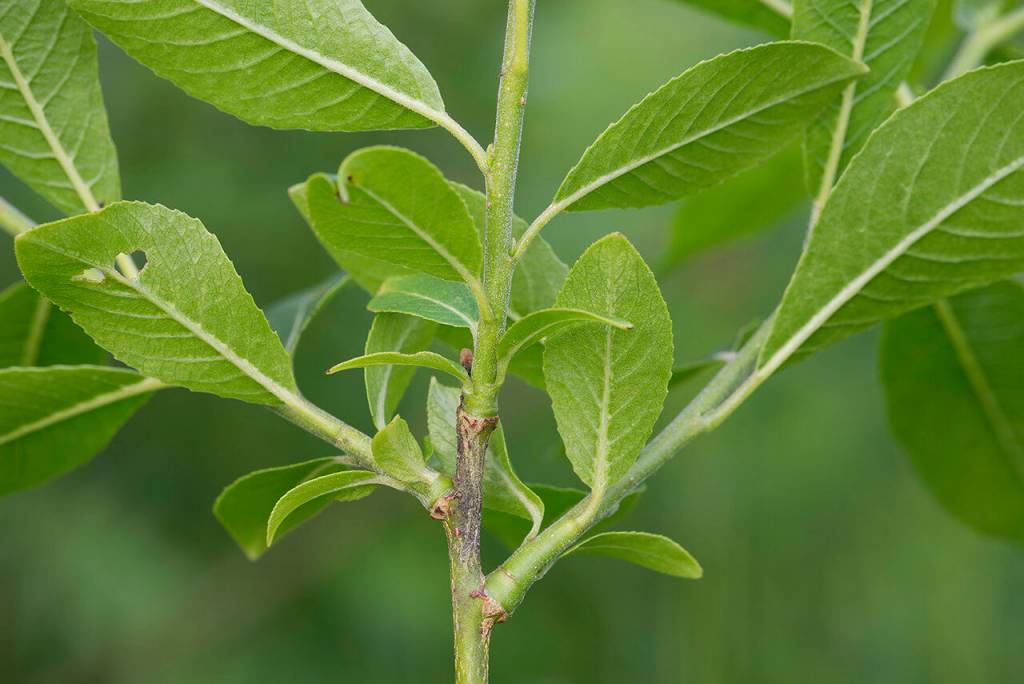 Salix myrsinifolia - Ива мирзинолистная