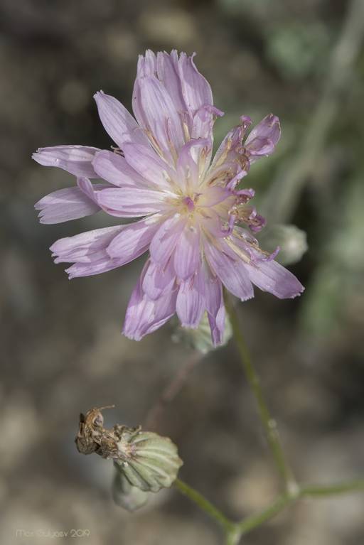 Crepis purpurea - Лагозерис пурпуровый