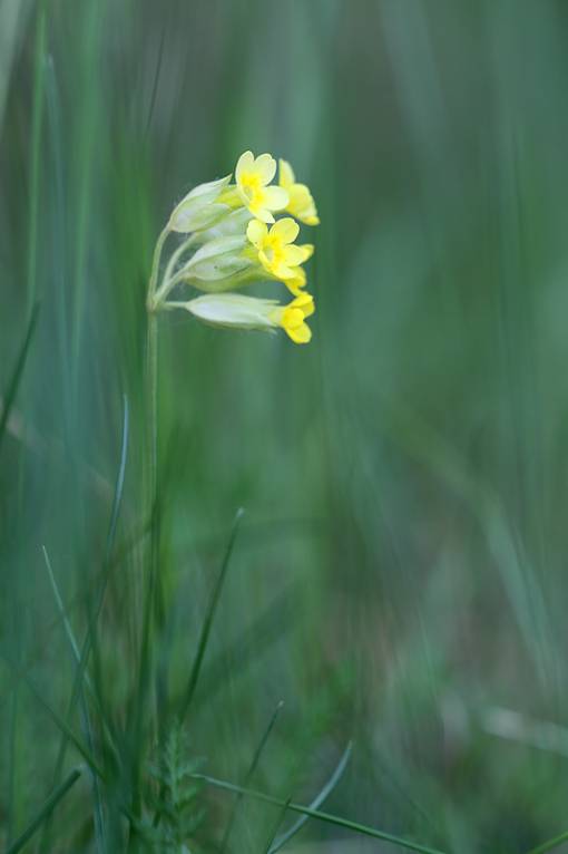 Primula veris - Первоцвет весенний