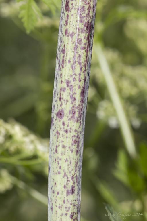 Conium maculatum - Болиголов пятнистый