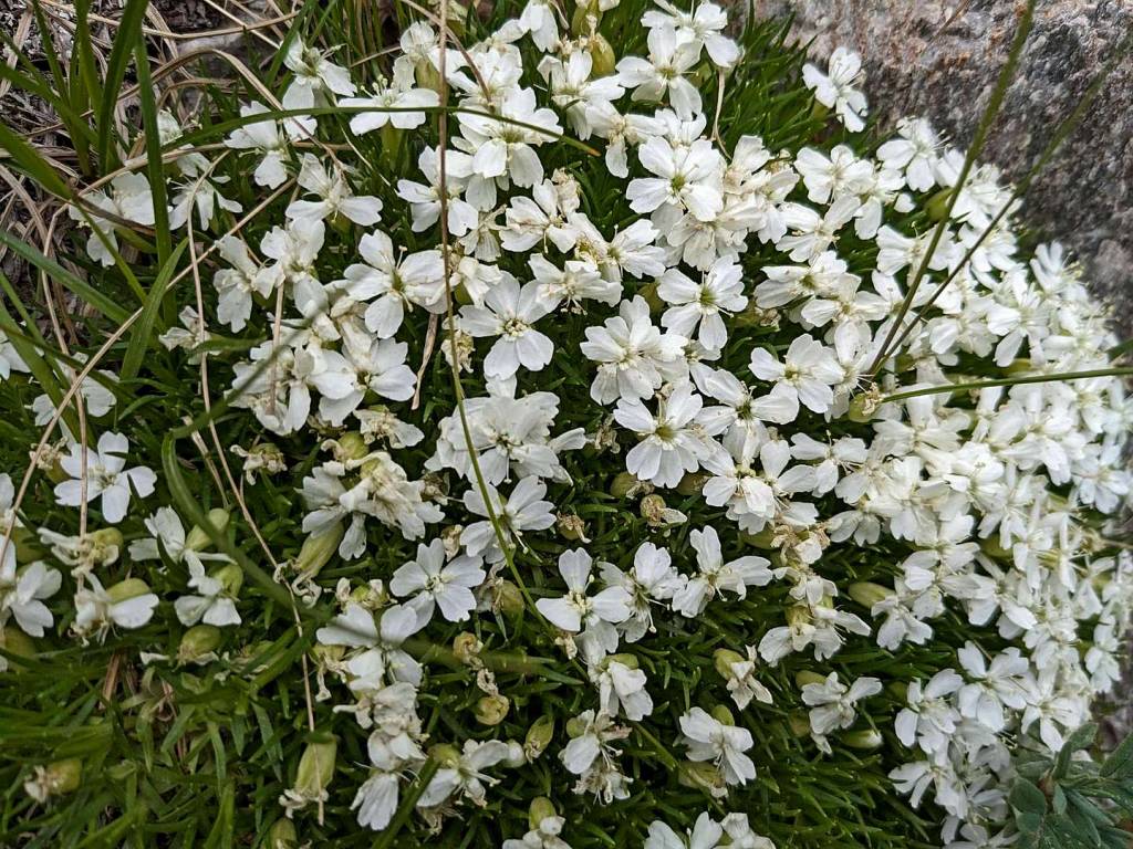 Silene acaulis subsp. acaulis