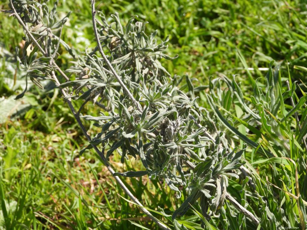 Echium angustifolium subsp. angustifolium