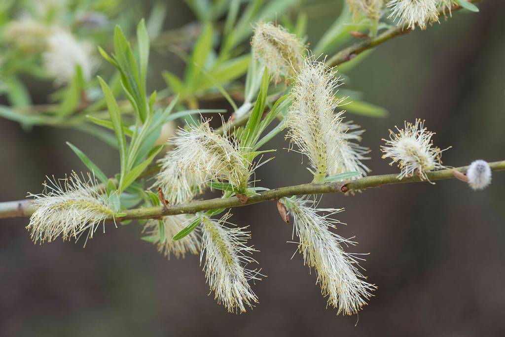 Salix viminalis - Ива прутовидная