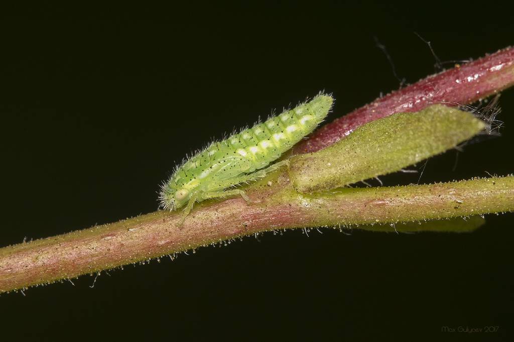 Iassus scutellaris