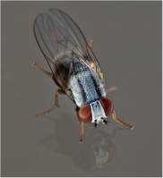 Chamaemyiidae - Серебрянки, Тлёвые мухи