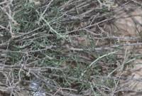 Artemisia sieberi - Полынь Зибера