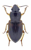 Anisodactylus sanctaecrucis
