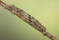 Laspeyria flexula - Совка лишайниковая (серпокрылая, Ленточница лишайниковая)