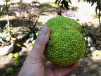 Maclura pomifera - Маклюра оранжевая или маклюра яблоконосная