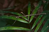 Phasmida - Привиденьевые (палочники, листовидки)
