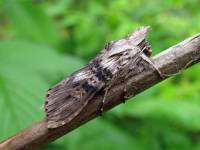 Cucullia absinthii - Капюшонница коричневая