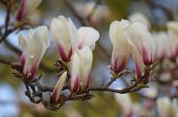 Magnolia cylindrica - Магнолия цилиндрическая
