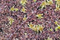 Sphagnum magellanicum (Sphagnaceae)