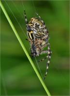 Aculepeira ceropegia - Акулепейра, паук дубовый