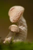 Armillaria mellea - Опёнок настоящий, осенний