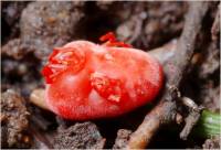 Trombidiidae - Клещи-краснотелки