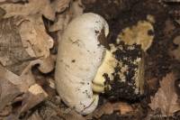 Caloboletus radicans - Боровик коренастый, Болет укореняющийся