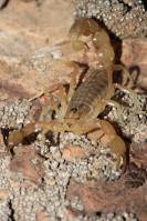 скорпион пестрый Mesobuthus eupeus