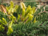 Astragalus utriger - Астрагал пузыристый