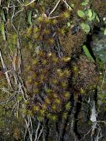 Bryopsida (Bryophyta) - Листостебельные мхи