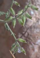 Salvia aegyptiaca - Шалфей египетский