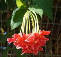 Combretum indicum - Квисквалис индийский