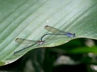 Ischnura elegans - Тонкохвост изящный
