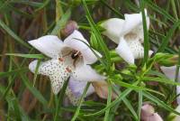 Eremophila bignonifolia x polyclada