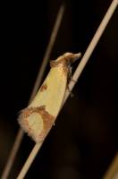 Agapeta zoegana - Листовертка золотистая васильковая