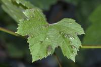 Colomerus vitis - Виноградный войлочковый клещ