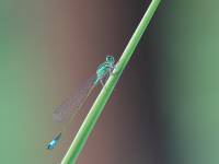 Ischnura elegans - Тонкохвост изящный