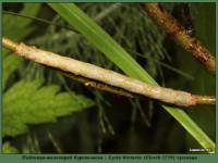 Lycia hirtaria - Пяденица-шелкопряд волосистая (бурополосая)